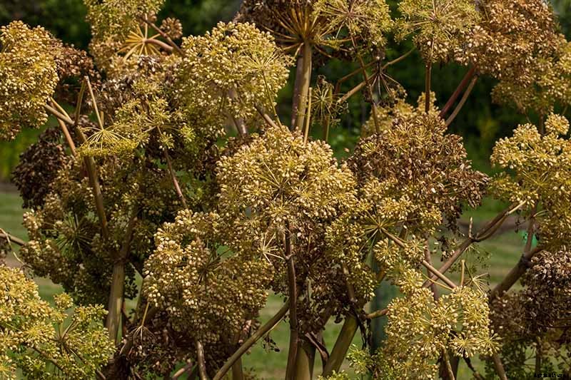 How to Propagate Angelica