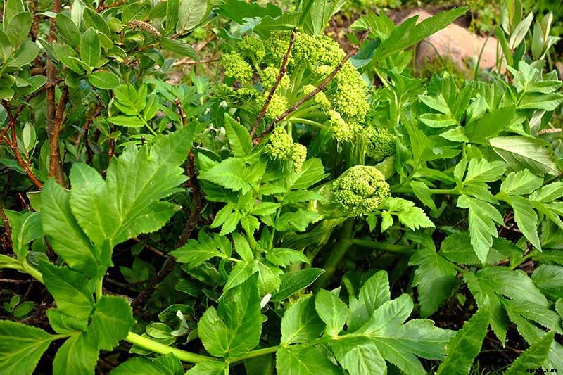 How to Propagate Angelica
