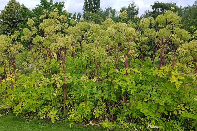 How to Propagate Angelica