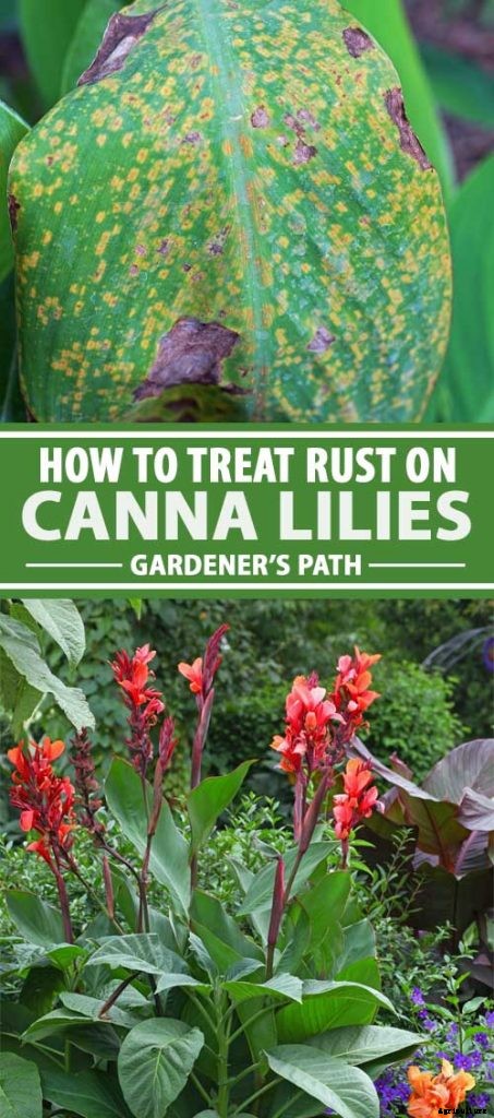 Recognizing, Managing, and Preventing Rust on Canna Plants