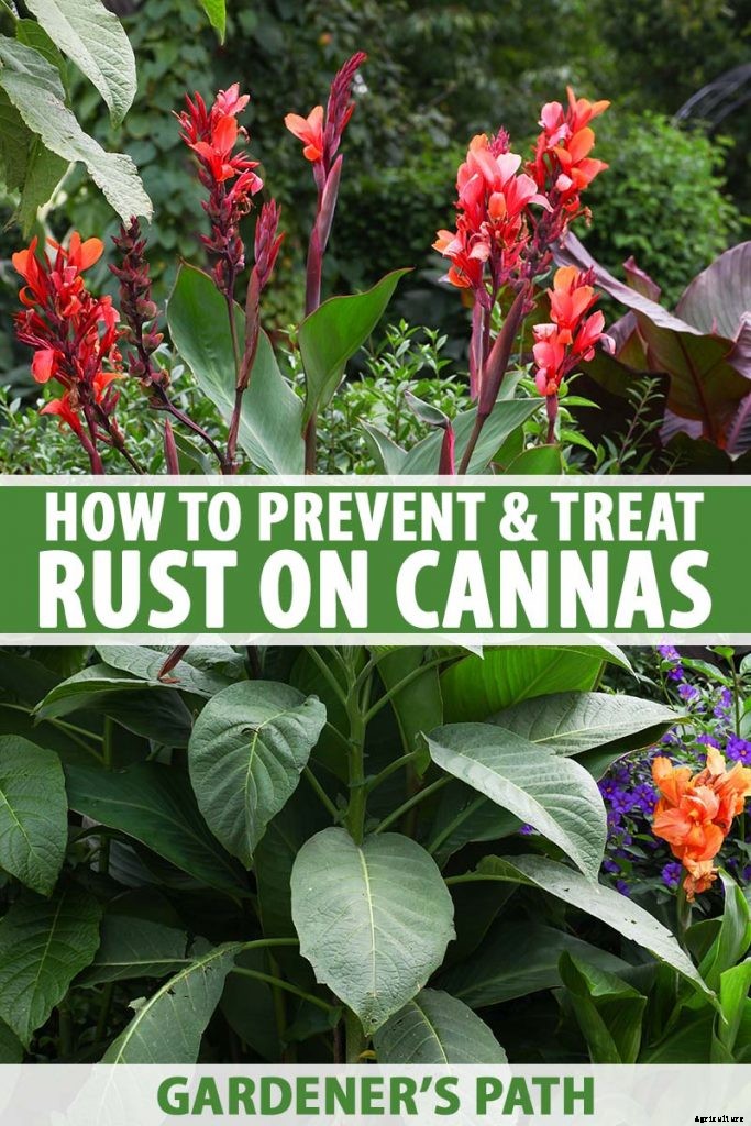 Recognizing, Managing, and Preventing Rust on Canna Plants