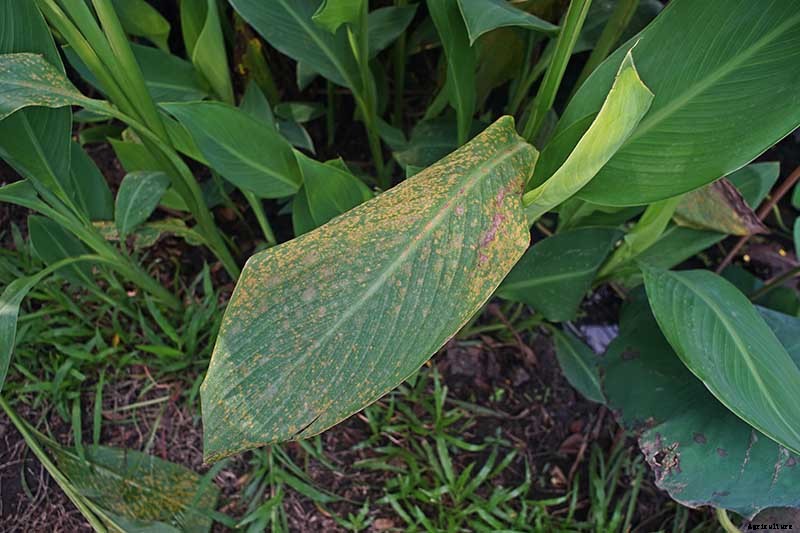 Recognizing, Managing, and Preventing Rust on Canna Plants
