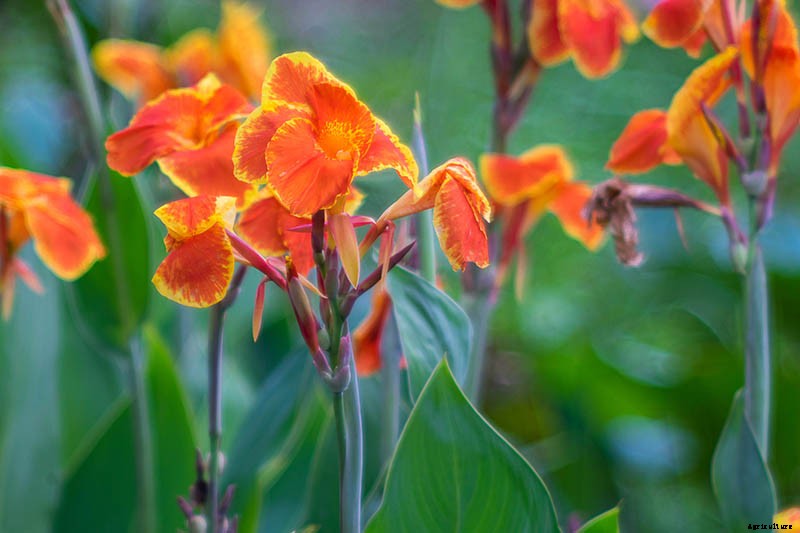 Recognizing, Managing, and Preventing Rust on Canna Plants