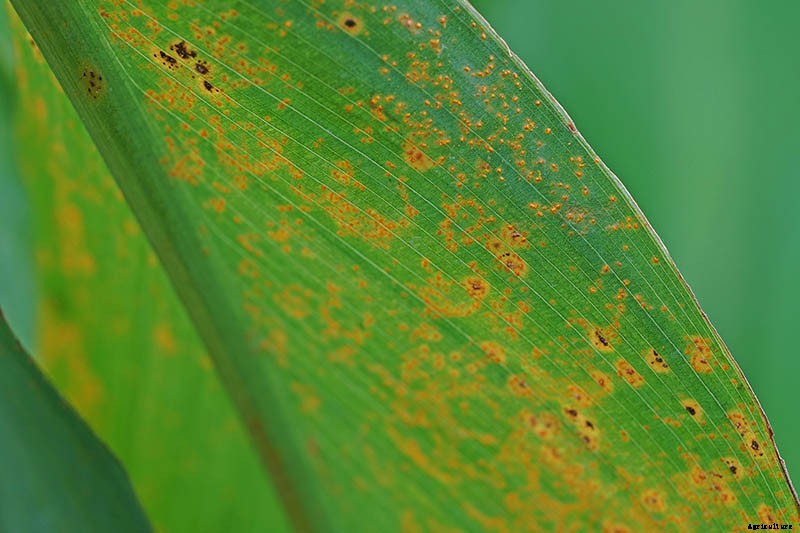 Recognizing, Managing, and Preventing Rust on Canna Plants