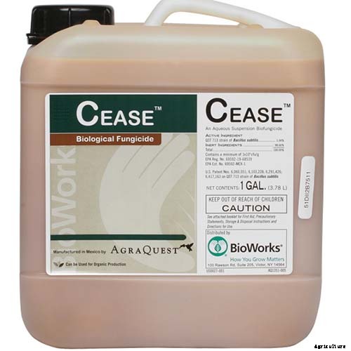 Recognizing, Managing, and Preventing Rust on Canna Plants