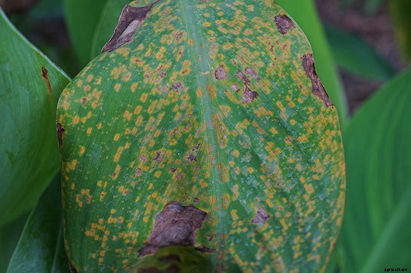 Recognizing, Managing, and Preventing Rust on Canna Plants
