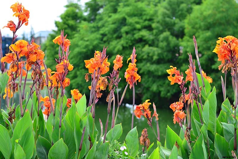Recognizing, Managing, and Preventing Rust on Canna Plants