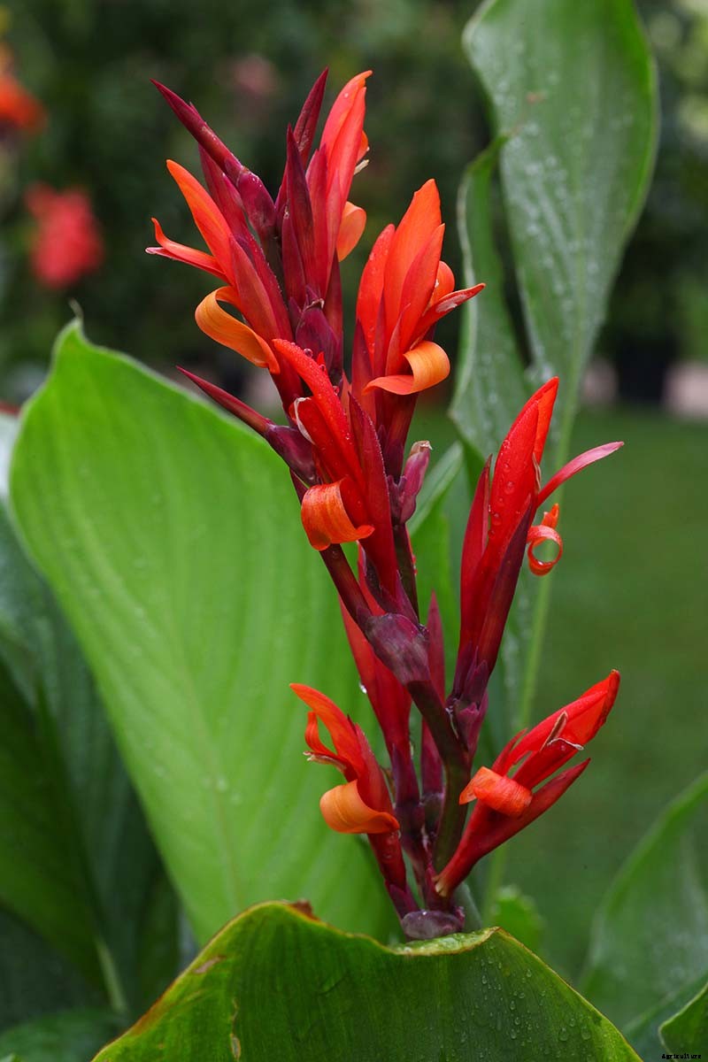 Recognizing, Managing, and Preventing Rust on Canna Plants