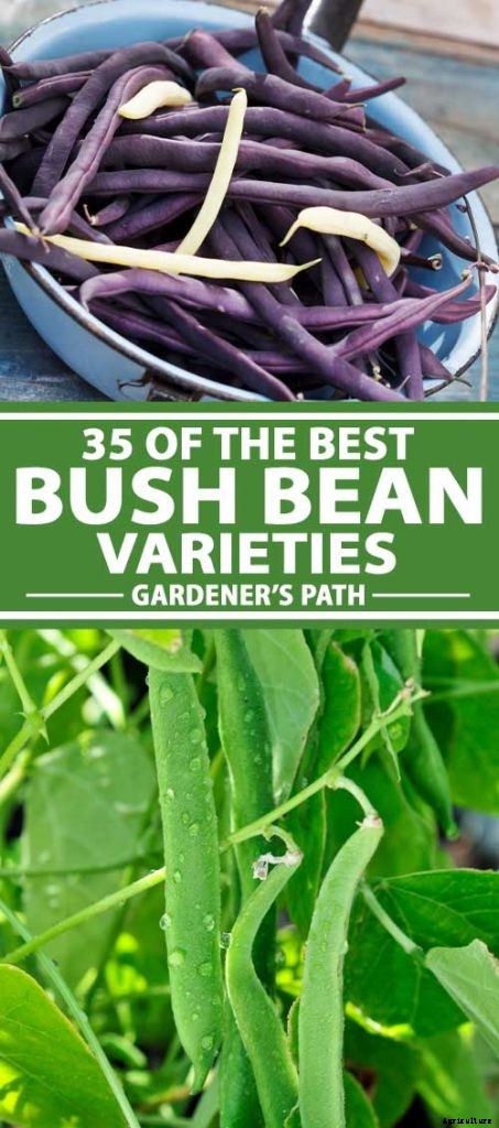 35 of the Best Bush Bean Varieties
