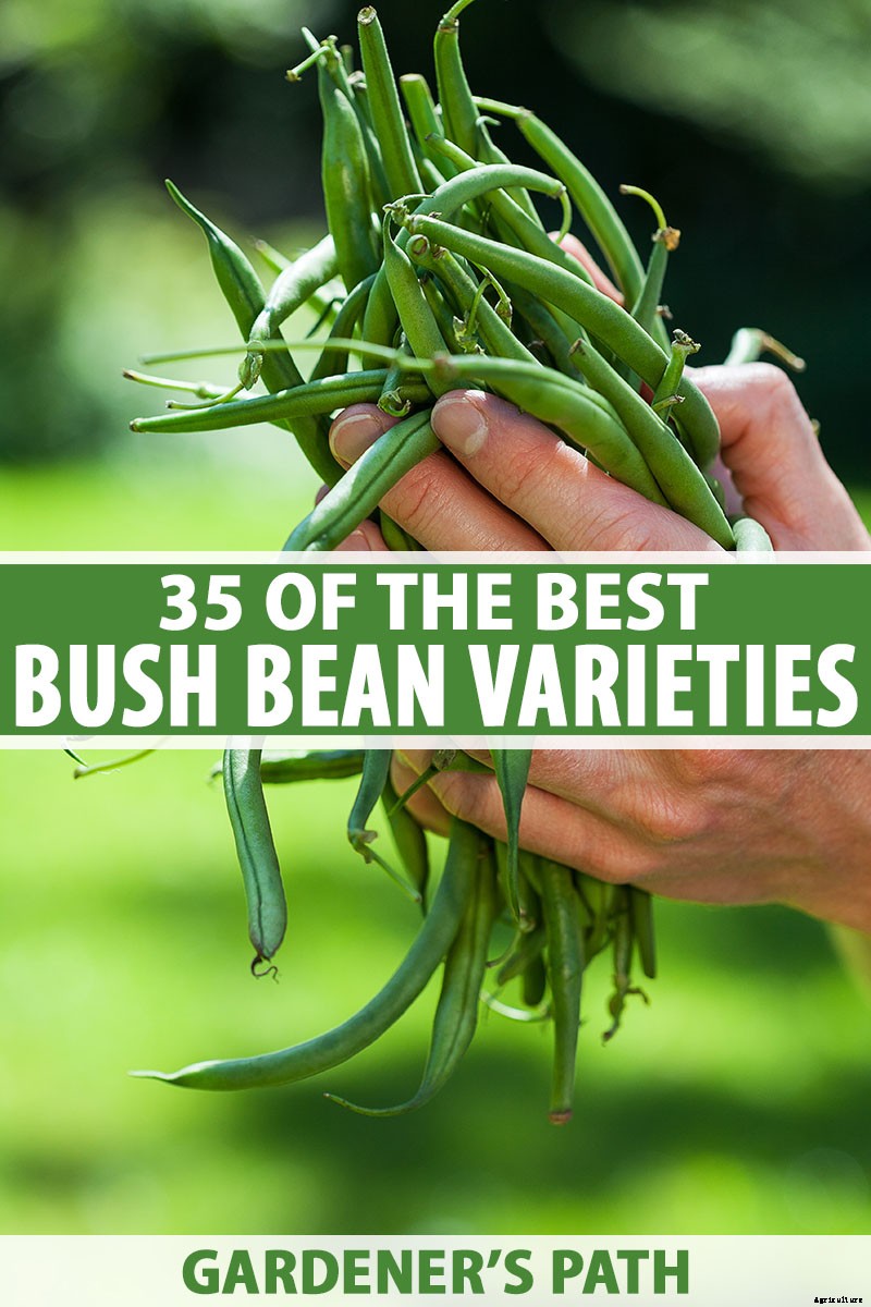 35 of the Best Bush Bean Varieties