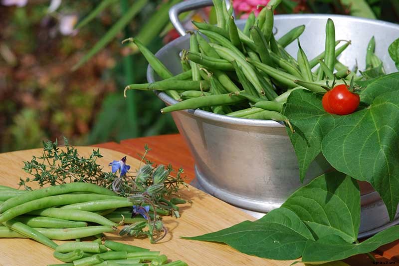 35 of the Best Bush Bean Varieties