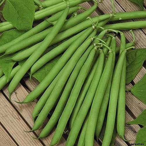 35 of the Best Bush Bean Varieties