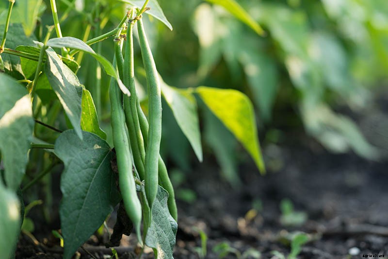 35 of the Best Bush Bean Varieties