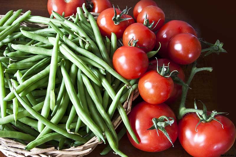 35 of the Best Bush Bean Varieties