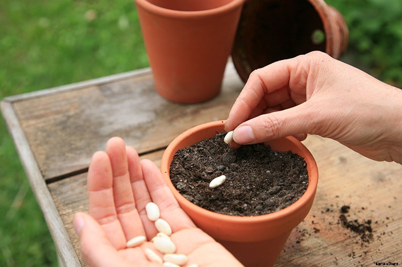 35 of the Best Bush Bean Varieties