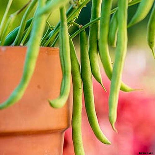 35 of the Best Bush Bean Varieties