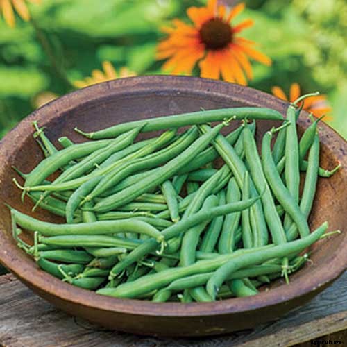 35 of the Best Bush Bean Varieties