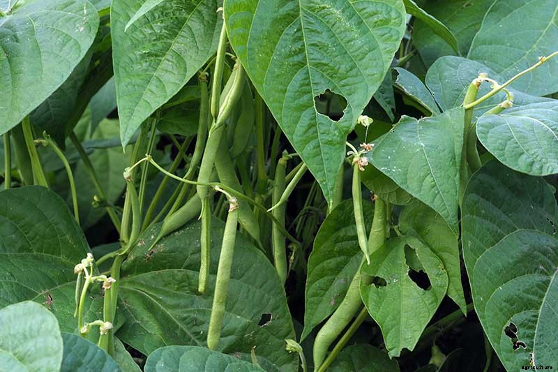 35 of the Best Bush Bean Varieties