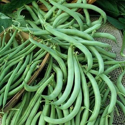 35 of the Best Bush Bean Varieties