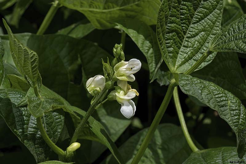 35 of the Best Bush Bean Varieties