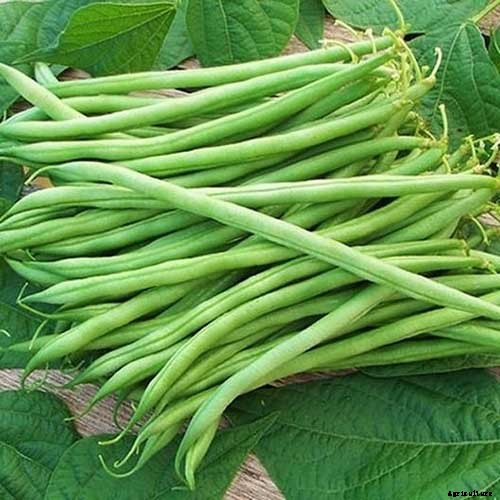 35 of the Best Bush Bean Varieties