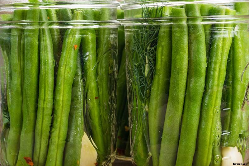 35 of the Best Bush Bean Varieties