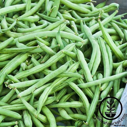 35 of the Best Bush Bean Varieties