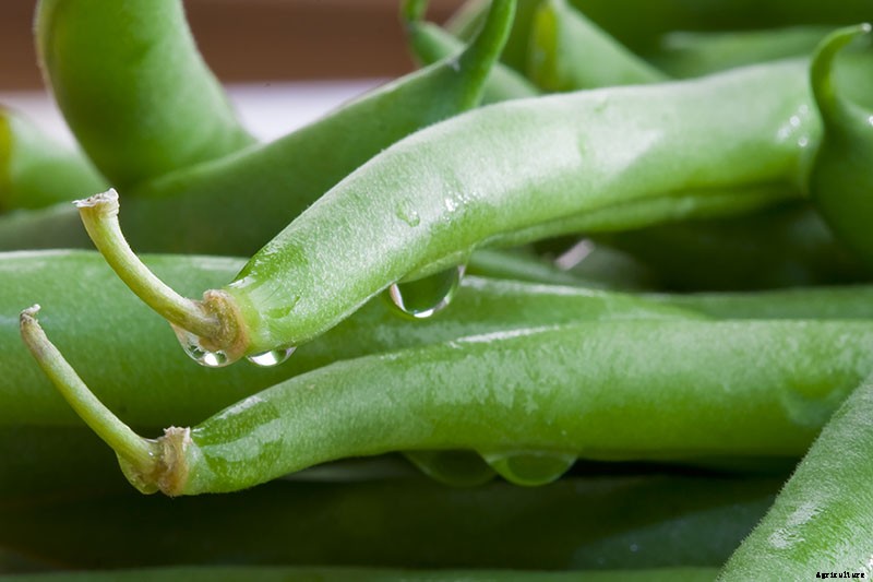 35 of the Best Bush Bean Varieties