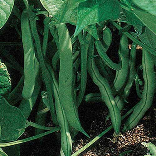 35 of the Best Bush Bean Varieties