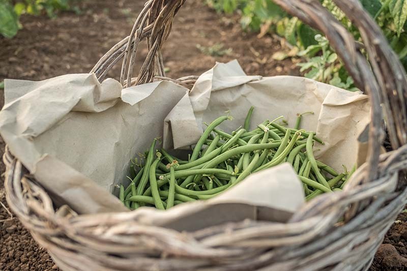 35 of the Best Bush Bean Varieties