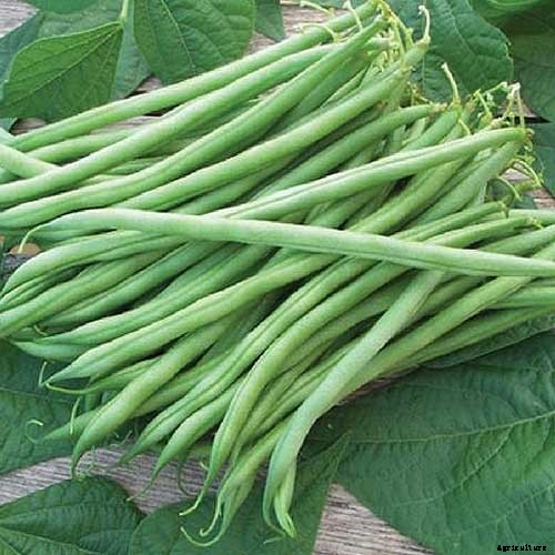 35 of the Best Bush Bean Varieties