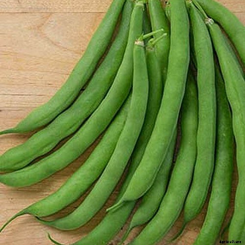 35 of the Best Bush Bean Varieties