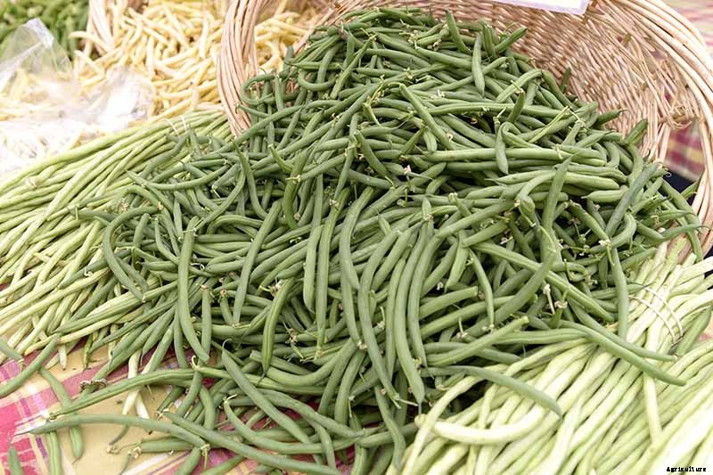 35 of the Best Bush Bean Varieties