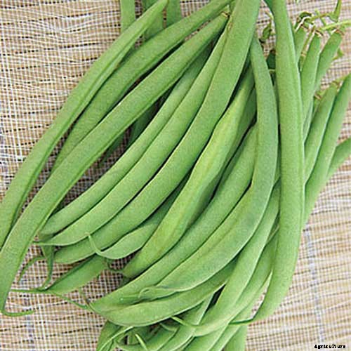 35 of the Best Bush Bean Varieties