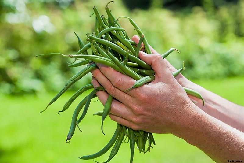 35 of the Best Bush Bean Varieties