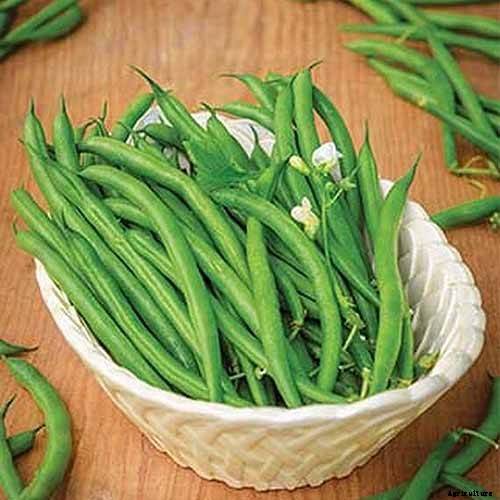 35 of the Best Bush Bean Varieties