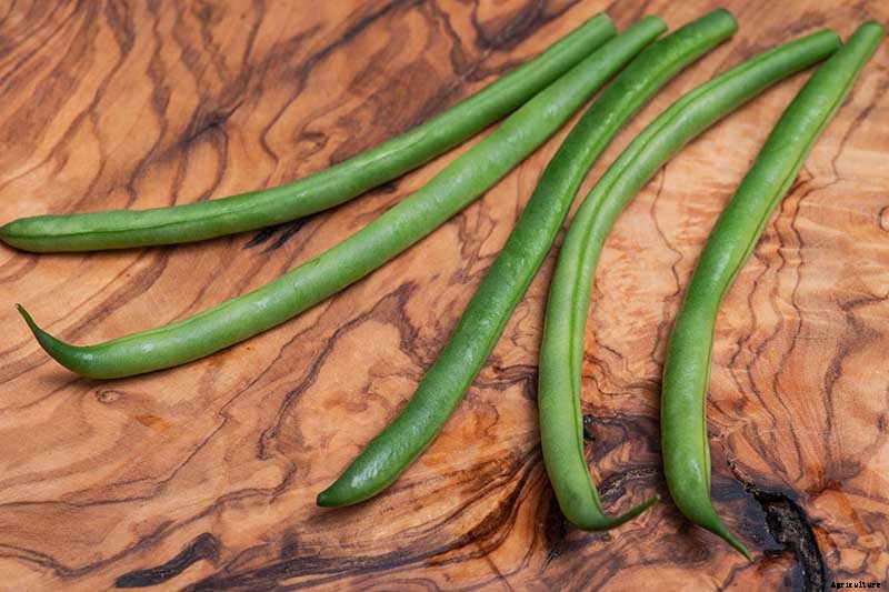 35 of the Best Bush Bean Varieties