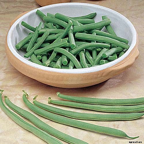35 of the Best Bush Bean Varieties
