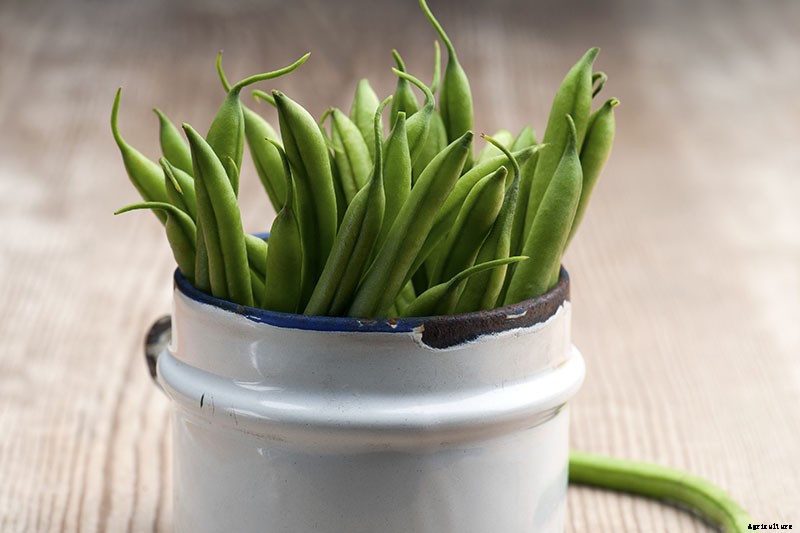 35 of the Best Bush Bean Varieties
