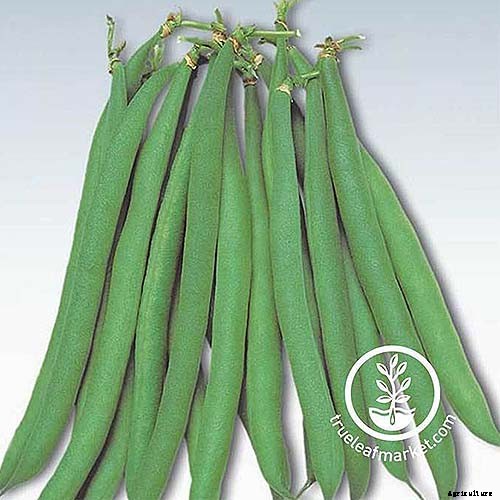35 of the Best Bush Bean Varieties