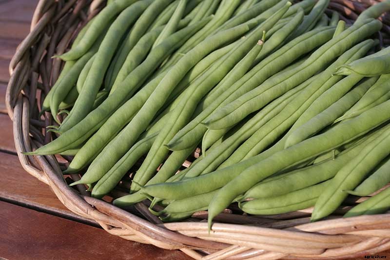 35 of the Best Bush Bean Varieties
