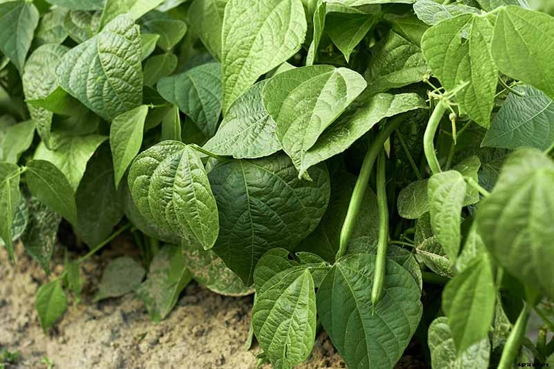 35 of the Best Bush Bean Varieties