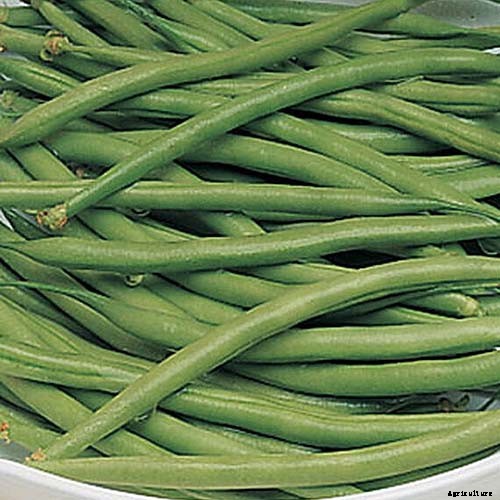 35 of the Best Bush Bean Varieties