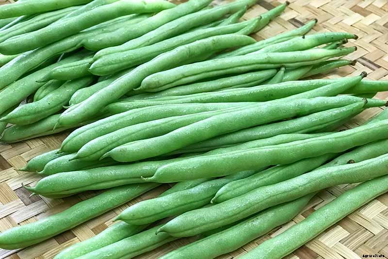 35 of the Best Bush Bean Varieties