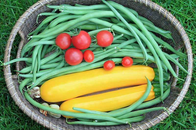 35 of the Best Bush Bean Varieties