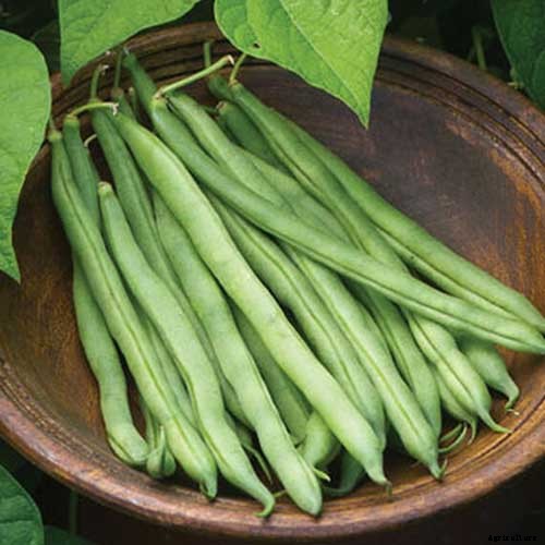 35 of the Best Bush Bean Varieties