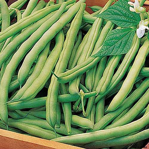 35 of the Best Bush Bean Varieties