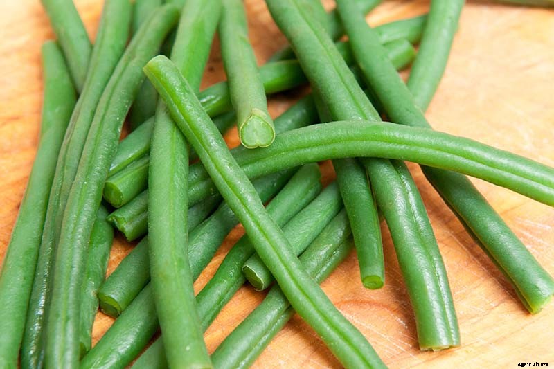 35 of the Best Bush Bean Varieties