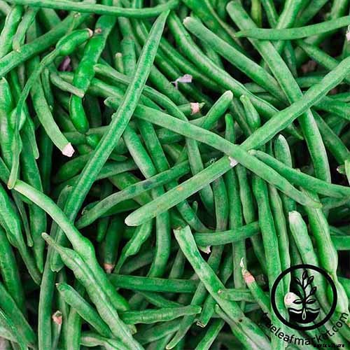 35 of the Best Bush Bean Varieties