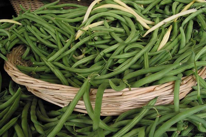 35 of the Best Bush Bean Varieties